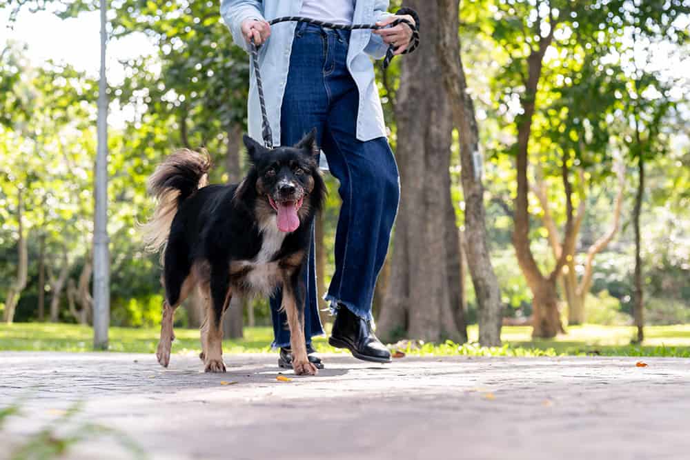 Cropped view of woman walking her dog